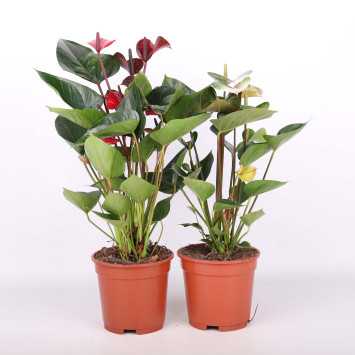 Anturium Scherzera (Anthurium scherzerianum Schott)