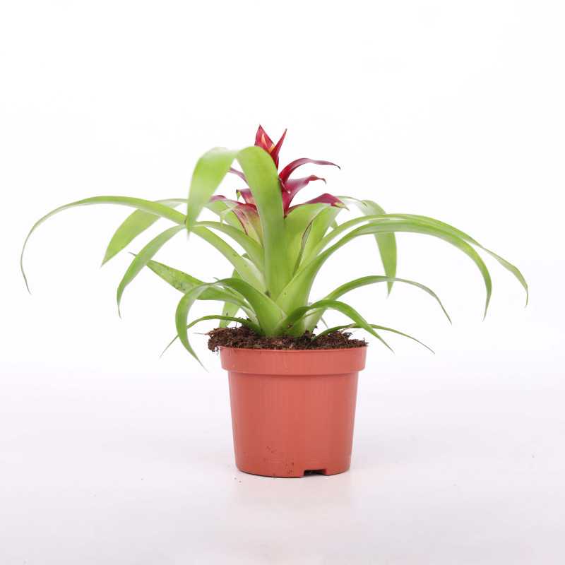 Guzmania języczkowata (Guzmania lingulata)