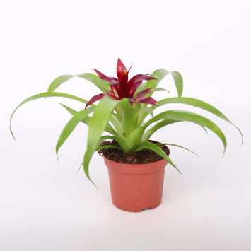 Guzmania języczkowata (Guzmania lingulata)