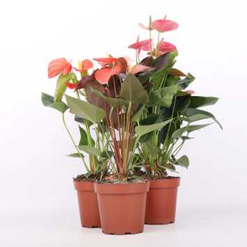 Anturium (Anthurium)