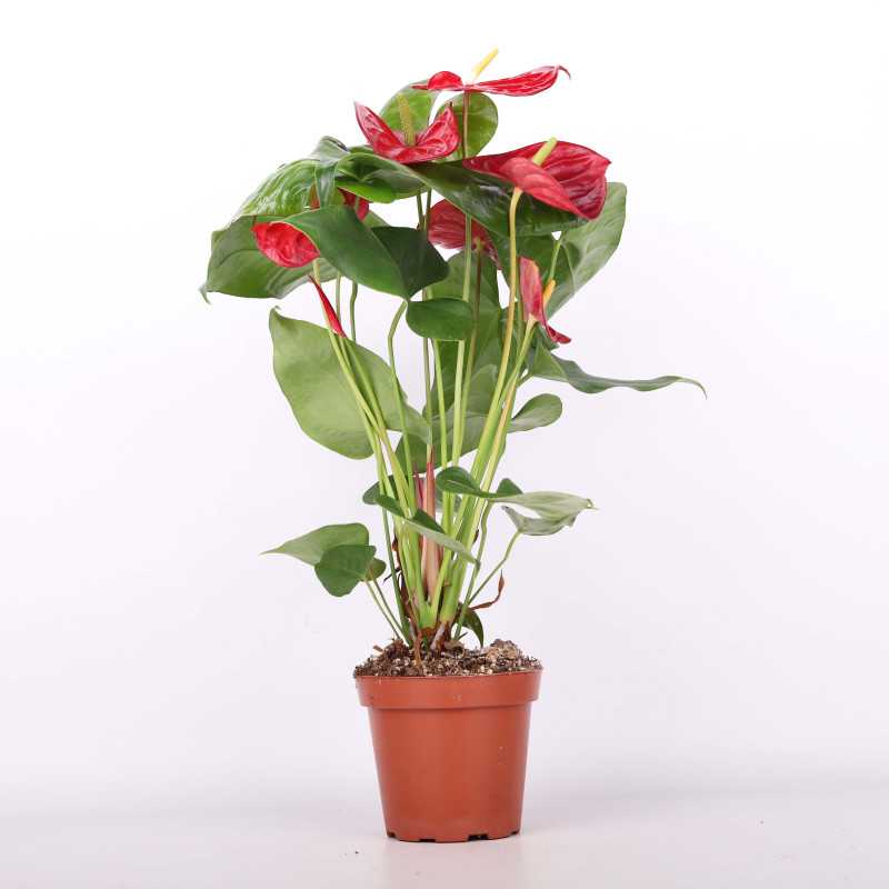 Anturium Andrego (Anthurium andraeanum) - 14 cm