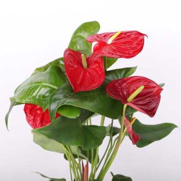 Anturium Andrego (Anthurium andraeanum) - 14 cm