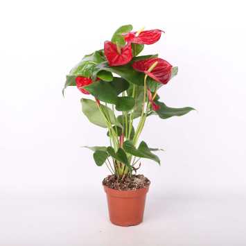 Anturium Andrego (Anthurium andraeanum) - 14 cm