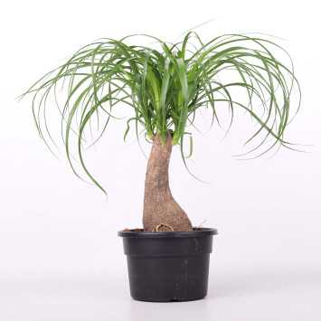Nolina śr. donicy: 19 cm