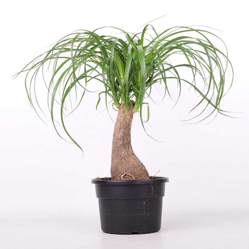 Nolina śr. donicy: 19 cm