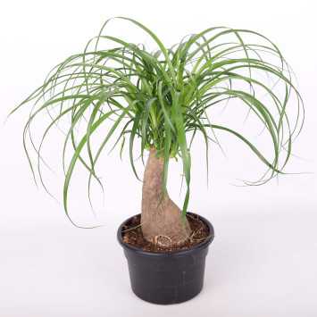 Nolina śr. donicy: 19 cm