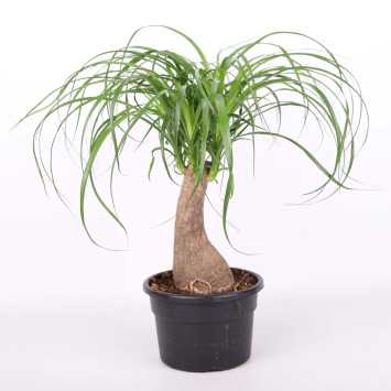 Nolina śr. donicy: 19 cm