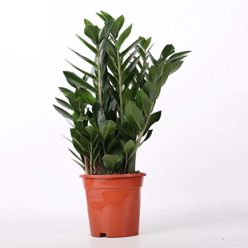 Zamioculcas Zamiifolia (zamiokulkas zamiolistny)