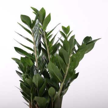 Zamioculcas Zamiifolia (zamiokulkas zamiolistny)