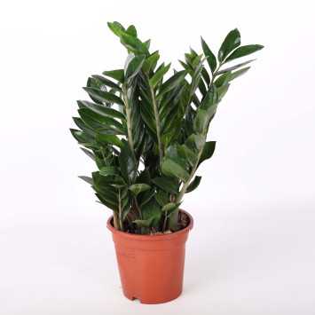 Zamioculcas Zamiifolia (zamiokulkas zamiolistny)