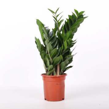 Zamioculcas Zamiifolia (zamiokulkas zamiolistny)