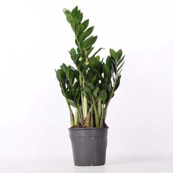 Zamioculcas Zamiifolia (zamiokulkas zamiolistny) 68 cm