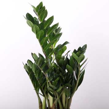 Zamioculcas Zamiifolia (zamiokulkas zamiolistny) 68 cm