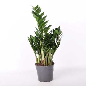 Zamioculcas Zamiifolia (zamiokulkas zamiolistny) 68 cm