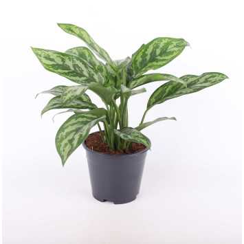 Aglaonema Maria Christina