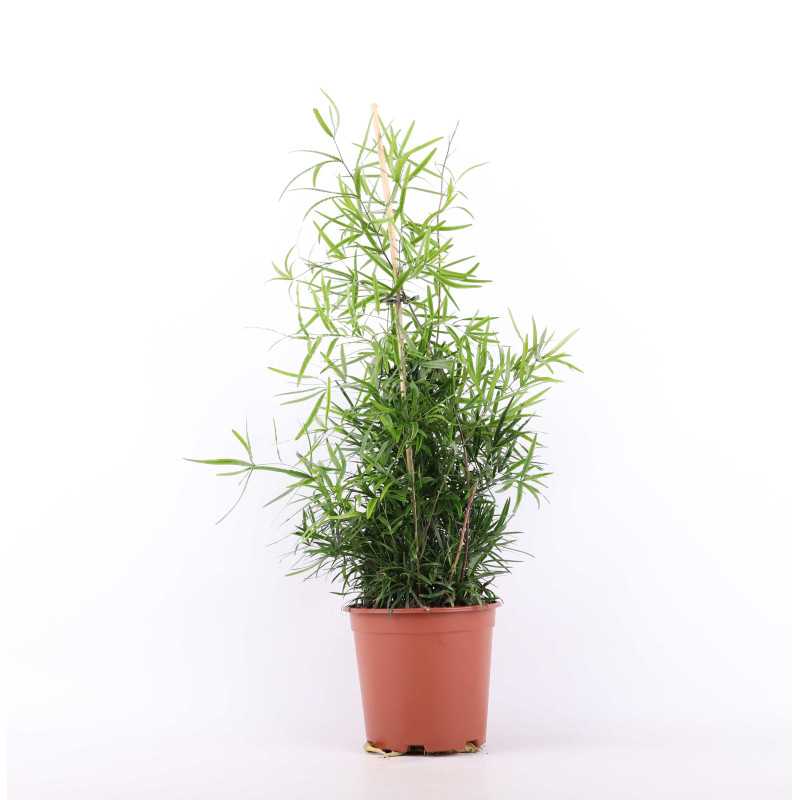 Asparagus Falcatus