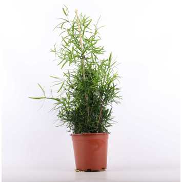 Asparagus Falcatus