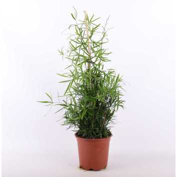 Asparagus Falcatus