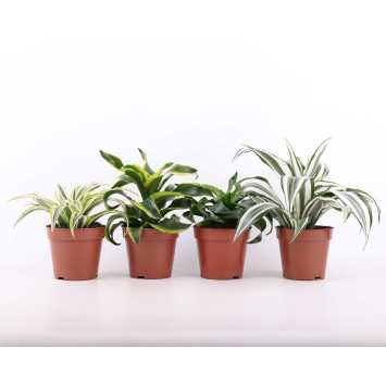 Dracena 4 odmiany