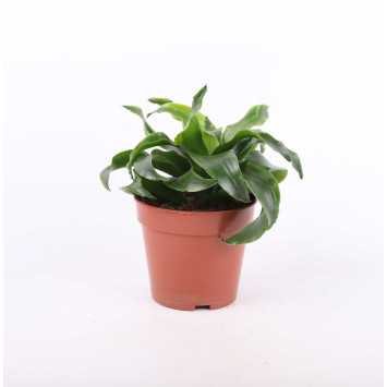 Dracena 4 odmiany