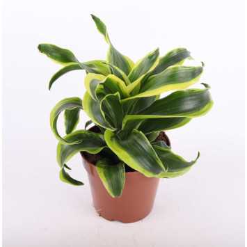 Dracena 4 odmiany