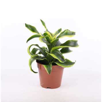 Dracena 4 odmiany