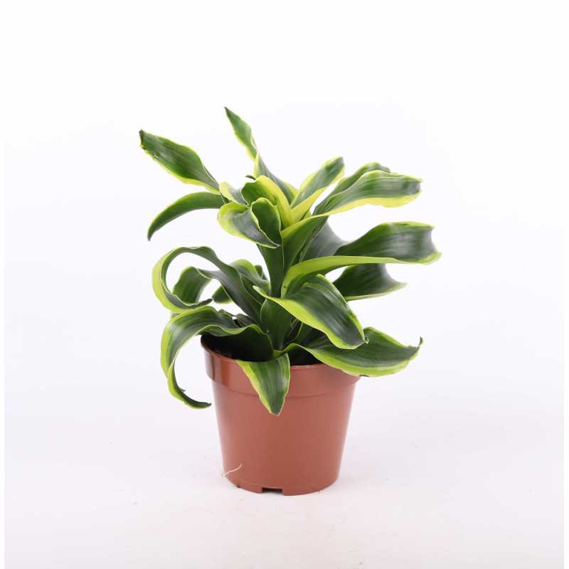 Dracena 4 odmiany Dracena 4 odmiany