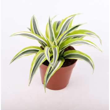 Dracena 4 odmiany