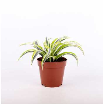 Dracena 4 odmiany