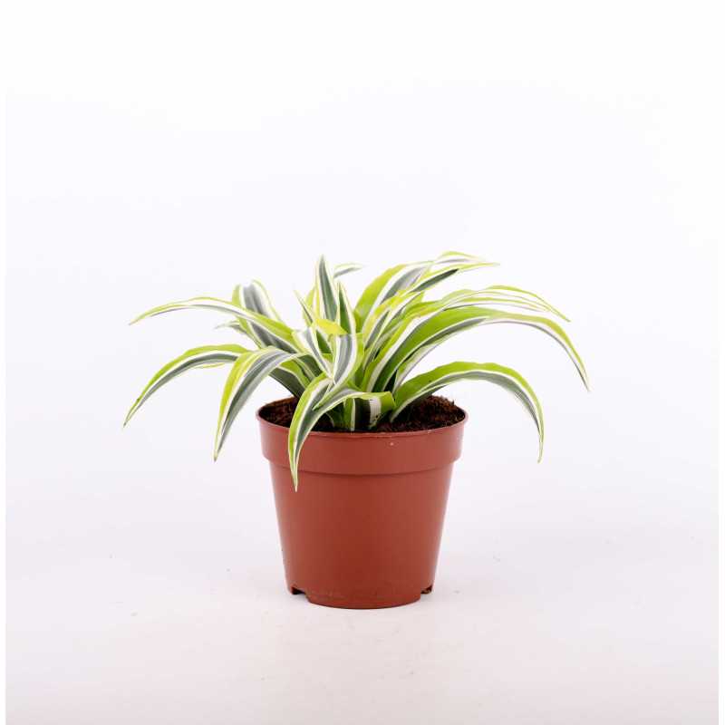 Dracena 4 odmiany Dracena 4 odmiany