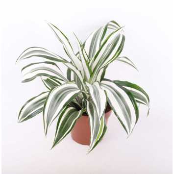 Dracena 4 odmiany
