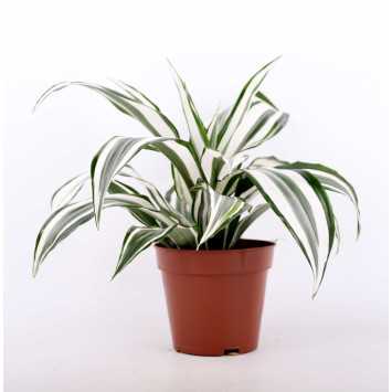 Dracena 4 odmiany