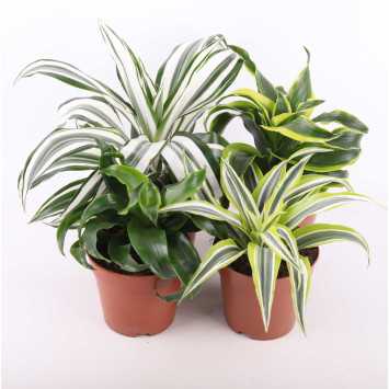 Dracena 4 odmiany