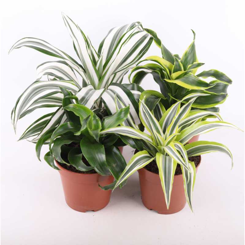 Dracena 4 odmiany Dracena 4 odmiany
