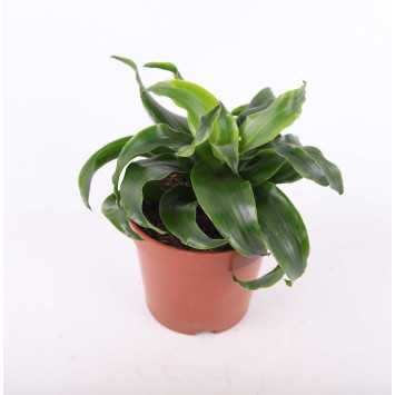Dracena 4 odmiany