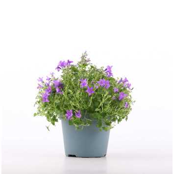 Campanula (dzwonek)
