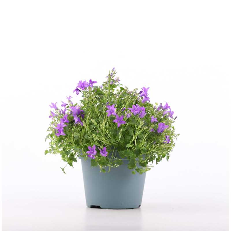 Campanula (dzwonek)