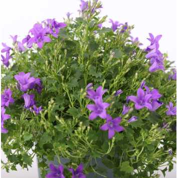 Campanula (dzwonek)