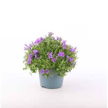 Campanula (dzwonek)