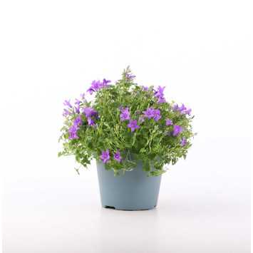 Campanula (dzwonek)