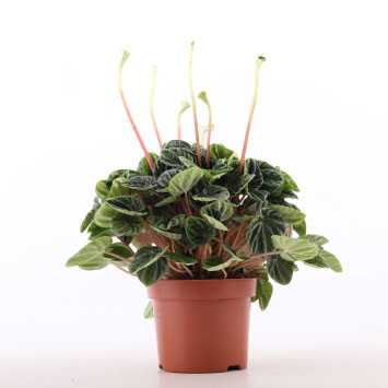Peperomia caperata 'Lilian' (Peperomia kędzierzawa)