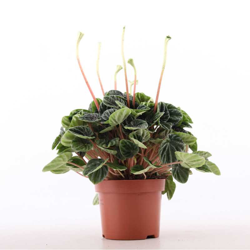 Peperomia caperata 'Lilian' (Peperomia kędzierzawa)