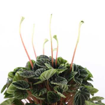 Peperomia caperata 'Lilian' (Peperomia kędzierzawa)