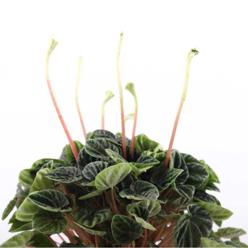 Peperomia caperata 'Lilian' (Peperomia kędzierzawa) Peperomia caperata 'Lilian' (Peperomia kędzierzawa)