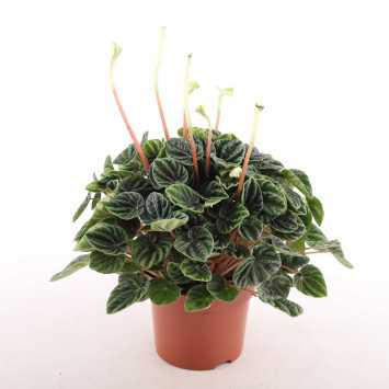 Peperomia caperata 'Lilian' (Peperomia kędzierzawa)
