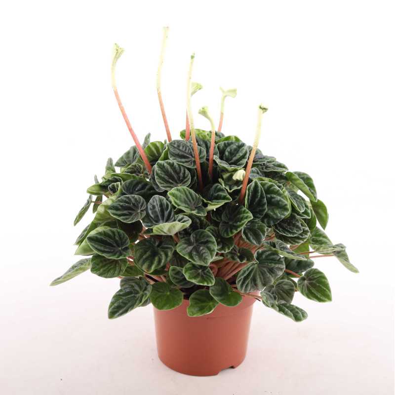 Peperomia caperata 'Lilian' (Peperomia kędzierzawa) Peperomia caperata 'Lilian' (Peperomia kędzierzawa)