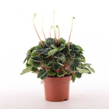 Peperomia caperata 'Lilian' (Peperomia kędzierzawa)