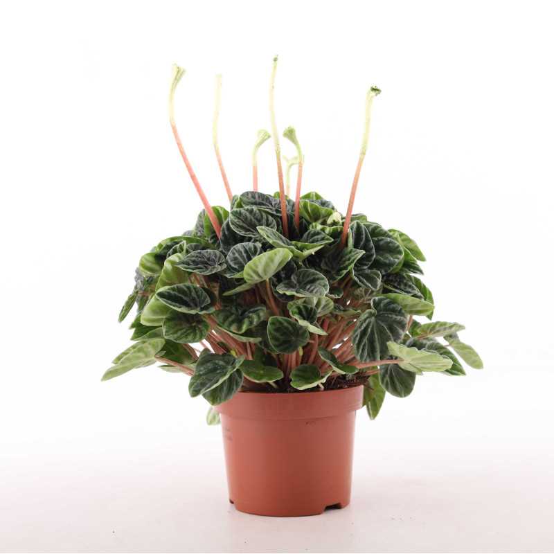 Peperomia caperata 'Lilian' (Peperomia kędzierzawa) Peperomia caperata 'Lilian' (Peperomia kędzierzawa)