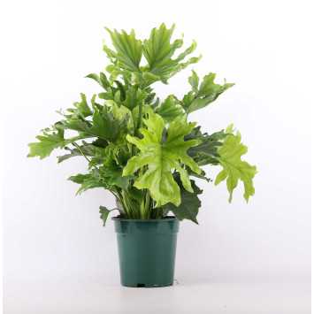 Philodendron selloum 'Hope' (Filodendron podwójniepierzasty, Bippinatifidum)
