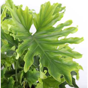 Philodendron selloum 'Hope' (Filodendron podwójniepierzasty, Bippinatifidum)